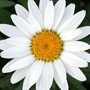 Leucanthemum x superbum / Нивяник наибольший