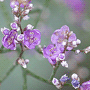 Limonium latifolium / Кермек широколистный