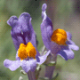 Linaria alpina / Льнянка альпийская