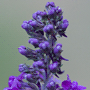 Linaria purpurea / Льнянка пурпуровая