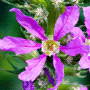 Lythrum salicaria «Robert» / Дербенник ивоподобный «Robert»