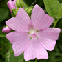 Malva moschata / Мальва мускусная