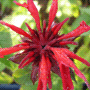 Monarda Cultivars / Монарда гибридная