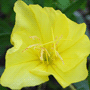 Oenothera macrocarpa / Энотера крупноплодная