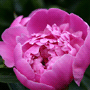 Paeonia lactiflora / Пион молочноцветковый