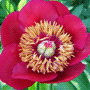 Paeonia officinalis subsp. officinalis / Пион лекарственный