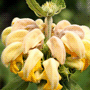 Phlomis russeliana / Зопник Рассела