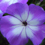 Phlox paniculata / Флокс метельчатый