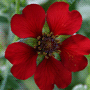 Potentilla atrosanguinea «Gibson Scarlet» / Лапчатка кроваво-красная «Gibson Scarlet»