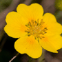 Potentilla aurea subsp. aurea / Лапчатка золотистая