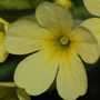 Primula elatior subsp. elatior / Примула высокая