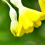 Primula florindae / Примула Флоринды