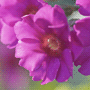Primula japonica / Примула японская