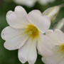 Primula x pruhoniciana «Wanda» / Примула пругоницкая гибридная «Wanda»