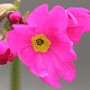 Primula rosea «Grandiflora» / Примула розовая «Grandiflora»