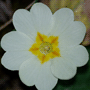 Primula vulgaris subsp. vulgaris / Примула обыкновенная