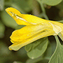 Pseudofumaria lutea / Псевдофумария (хохлатка) жёлтая