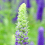 Pseudolysimachion longifolium subsp. longifolium / Вероника (вероничник) длиннолистная