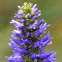 Pseudolysimachion spicatum subsp. spicatum / Вероника (вероничник) колосистая
