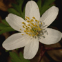 Anemone nemorosa / Ветреница дубравная