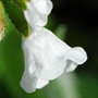 Pulmonaria officinalis «Sissinghurst White» / Медуница лекарственная «Sissinghurst White»