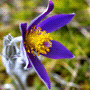 Pulsatilla vulgaris subsp. vulgaris / Прострел обыкновенный