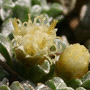 Raoulia australis / Раулия южная