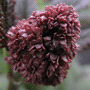 Rodgersia pinnata / Роджерсия перистая