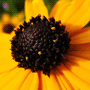 Rudbeckia fulgida var. sullivantii / Рудбекия блестящая, или лучистая