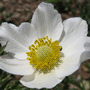 Anemone sylvestris / Ветреница лесная