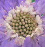 Scabiosa caucasica / Скабиоза кавказская