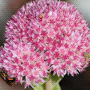 Sedum spectabile / Седум (очиток) видный