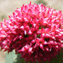 Sedum telephium subsp. telephium / Седум (очиток) пурпурный
