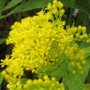 Solidago Cultivars / Золотарник (солидаго) гибридный