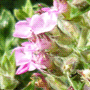 Teucrium x lucidrys / Дубровник гибридный