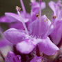 Thymus praecox subsp. praecox / Тимьян (чабрец) ранний
