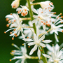 Tiarella cordifolia / Тиарелла (тиарка) сердцелистная