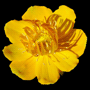 Trollius Cultivars / Троллиус (купава, купальница) гибридный