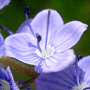 Veronica austriaca subsp. austriaca «Royal Blue» / Вероника австрийская «Royal Blue»