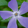 Vinca major / Барвинок большой