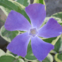 Vinca major «Variegata» / Барвинок большой «Variegata»