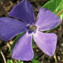 Vinca minor / Барвинок малый