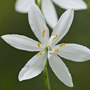 Anthericum liliago / Венечник обыкновенный