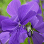 Viola cornuta / Фиалка рогатая