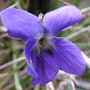 Viola odorata / Фиалка душистая