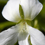 Viola sororia «Albiflora» / Фиалка сестринская «Albiflora»
