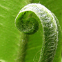 Asplenium scolopendrium / Асплениум (костенец,  листовик) сколопендровый