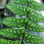 Asplenium scolopendrium «Crispum» / Асплениум (костенец, листовик) сколопендровый «Crispum»