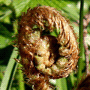Dryopteris affinis / Щитовник смежный, или родственный