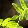 Polypodium vulgare / Многоножка обыкновенная